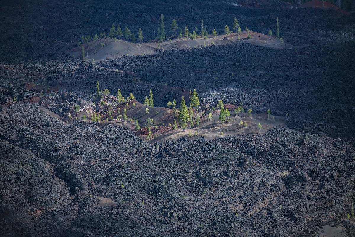 Tree islands in lava beds