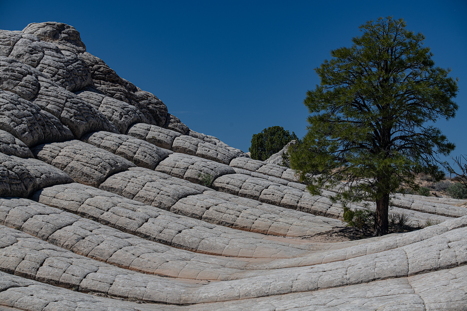 MWDSC_6166