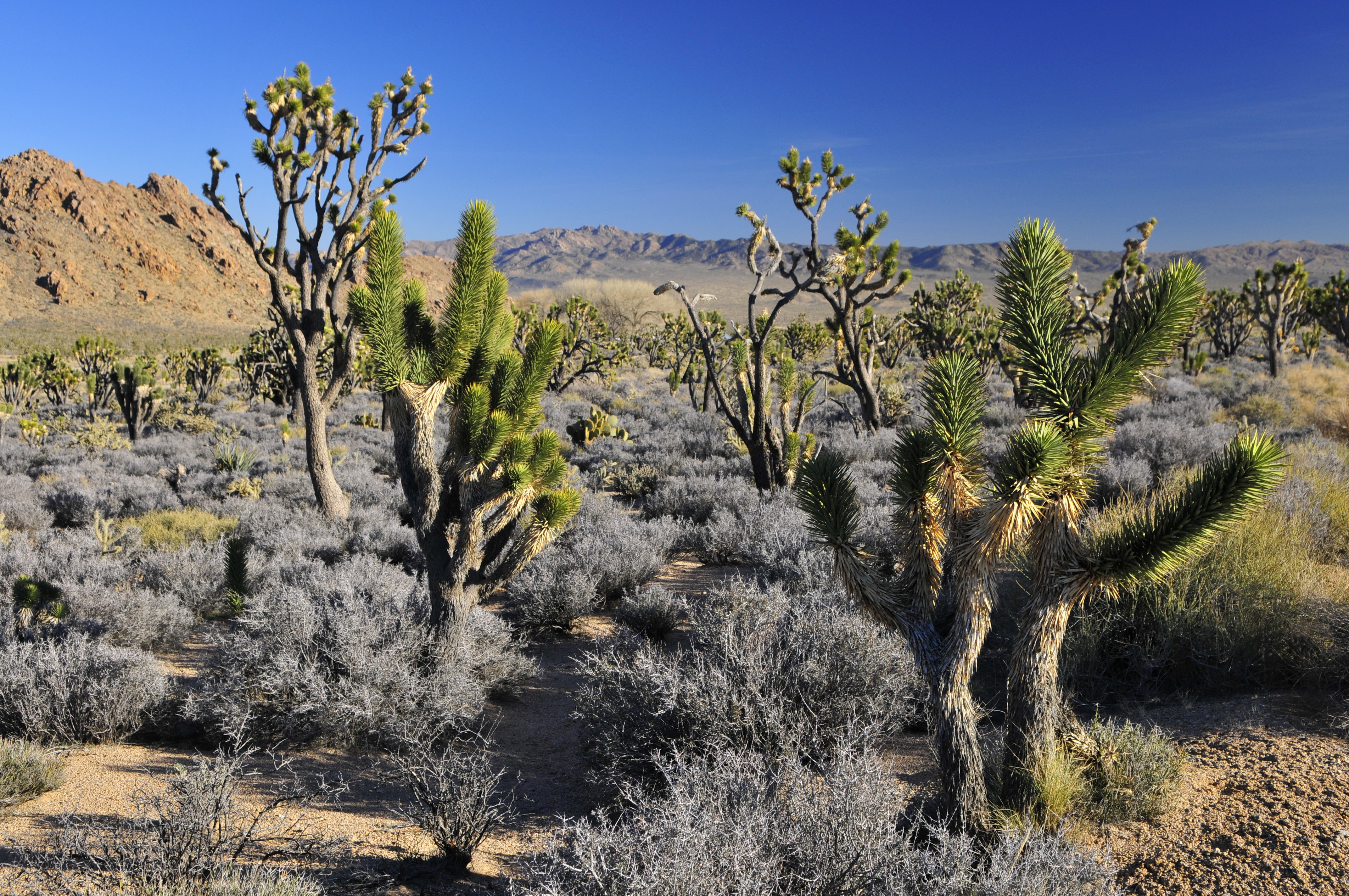 Mojave021708n12