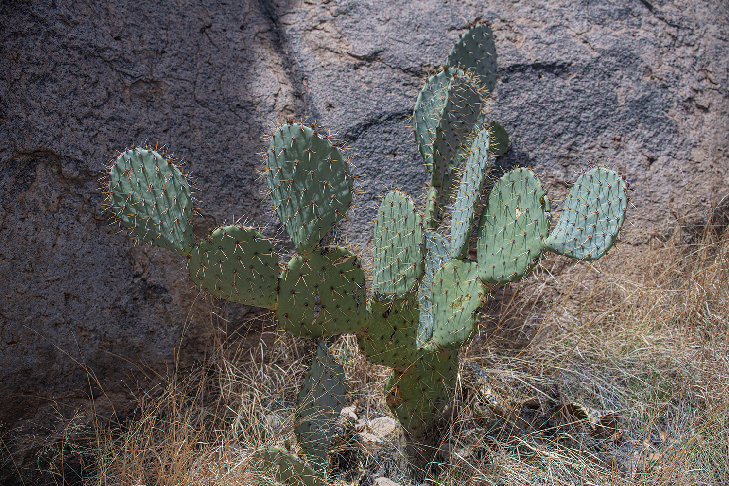 MWDSC_8072